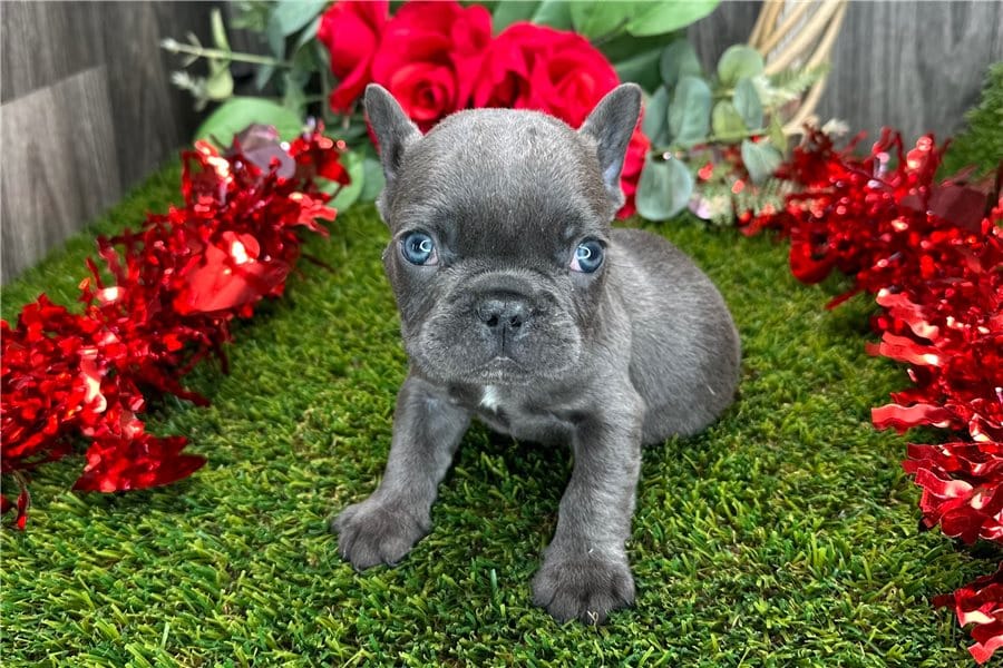 Beautiful French bulldogs with blue eyes 1 male 1 female