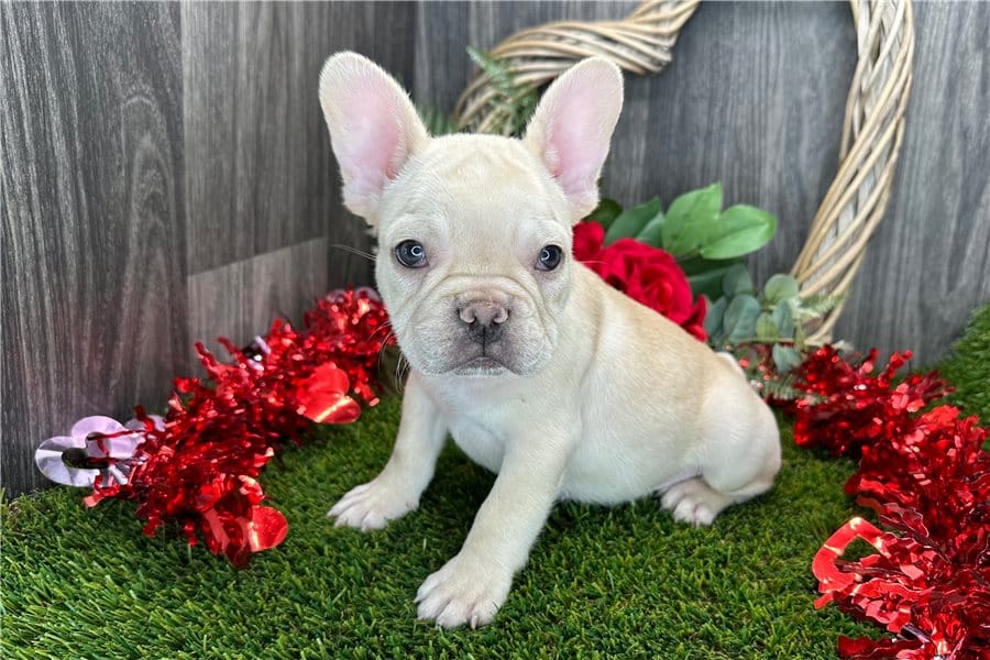 Beautiful French bulldogs with blue eyes 1 male 1 female