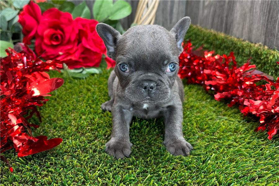 Beautiful French bulldogs with blue eyes 1 male 1 female