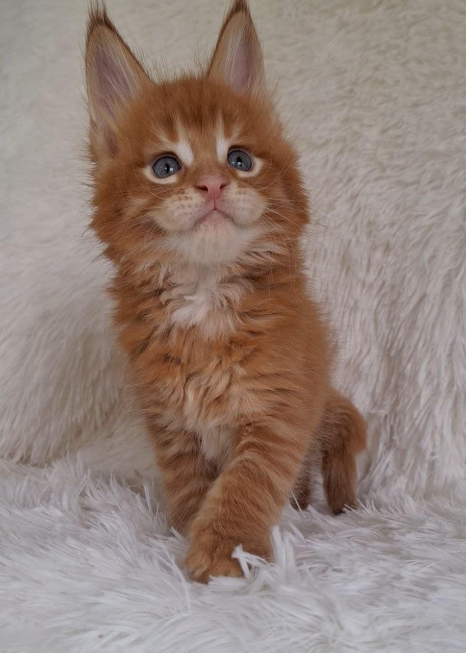 Adorable Maine coon kitten Male Oxford