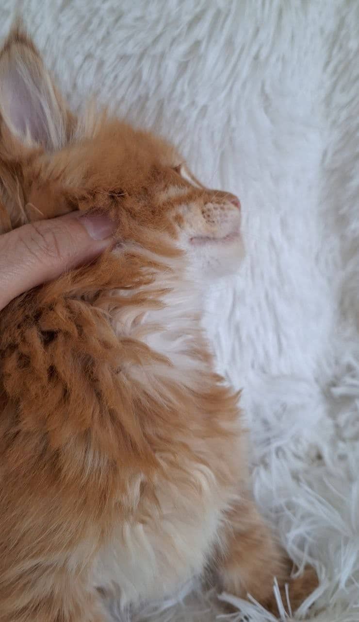 Adorable Maine coon kitten Male Oxford