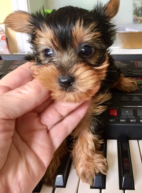 AKC Yorkie puppies available Now