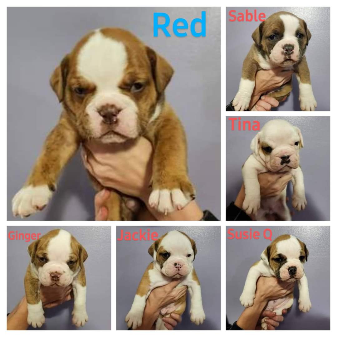 ABKC Olde English Bulldog Puppies