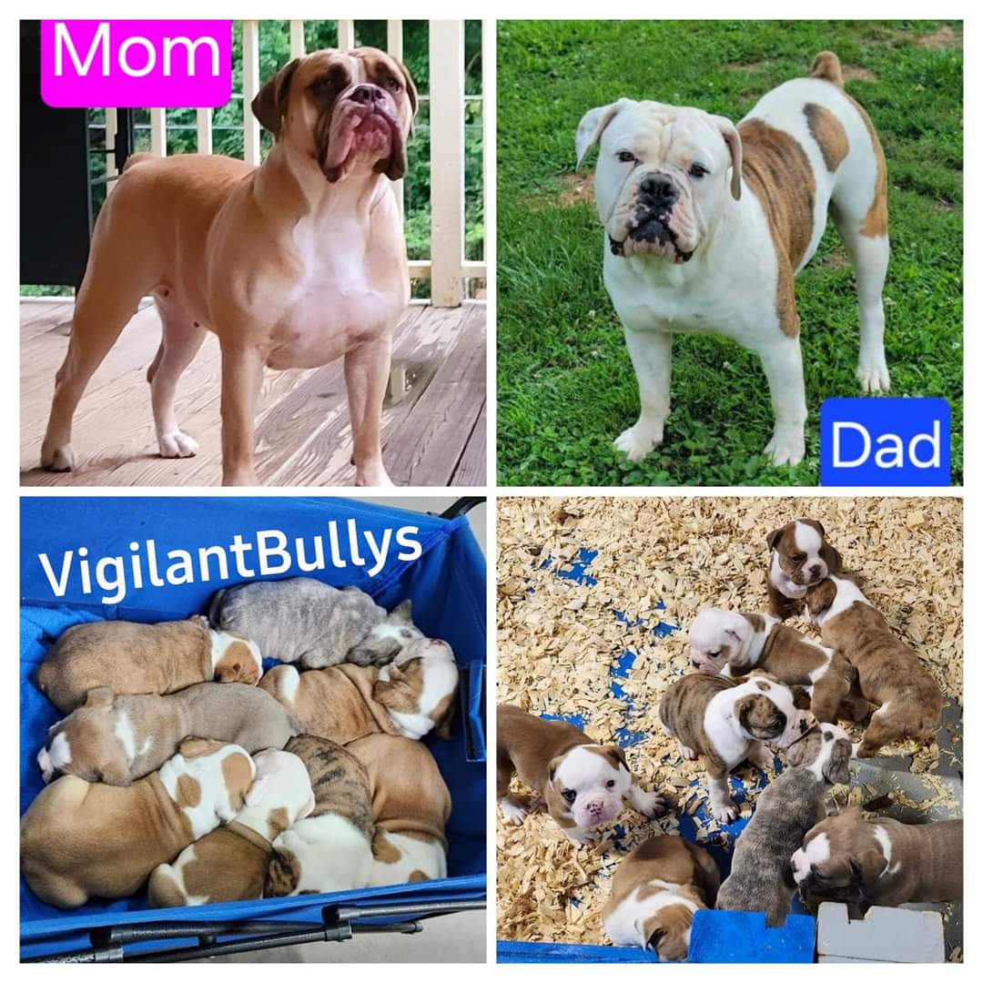 ABKC Olde English Bulldog Puppies