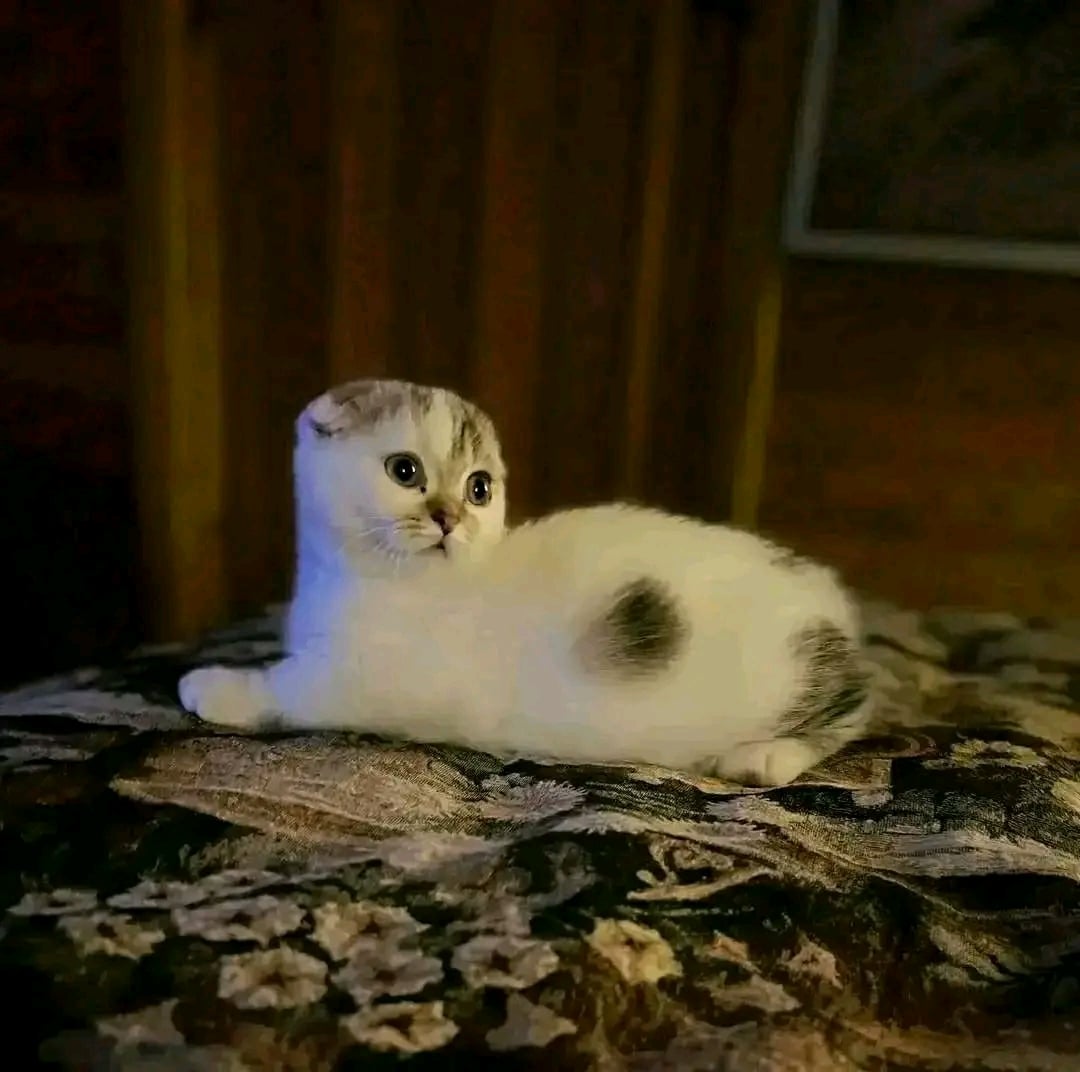 Scottish fold kittens