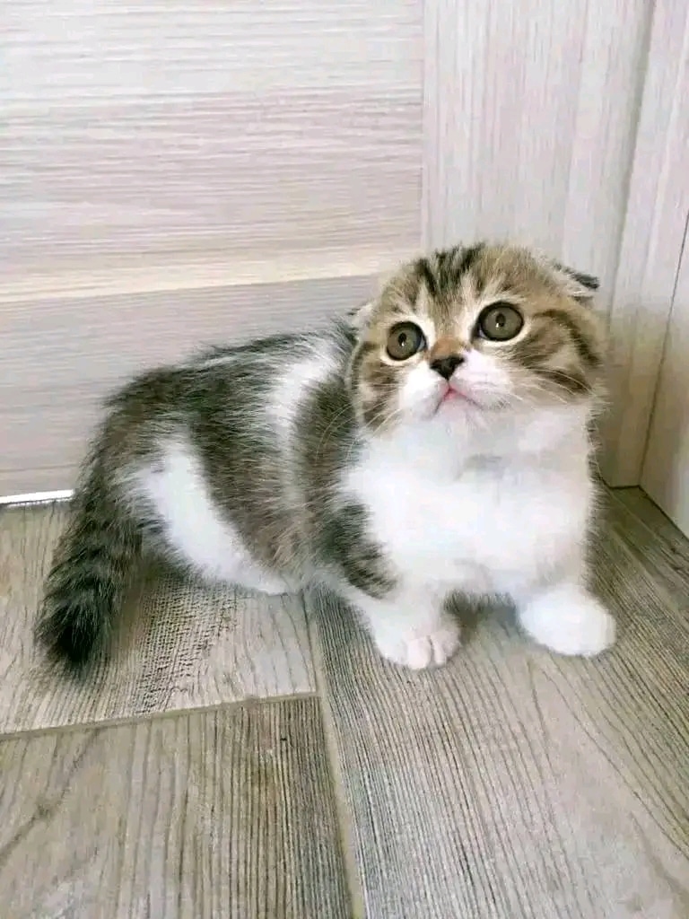 Scottish fold kittens