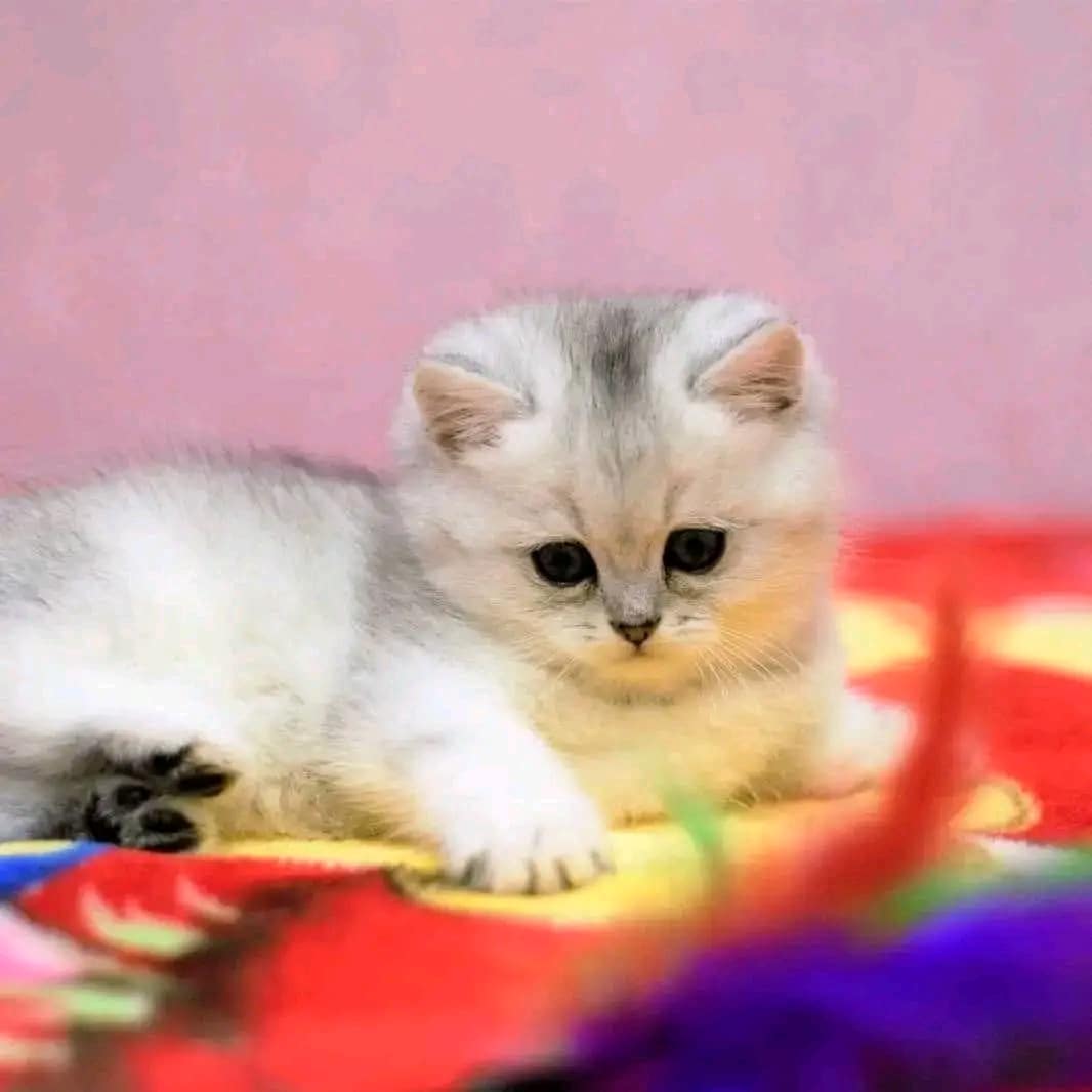 British shorthair kittens