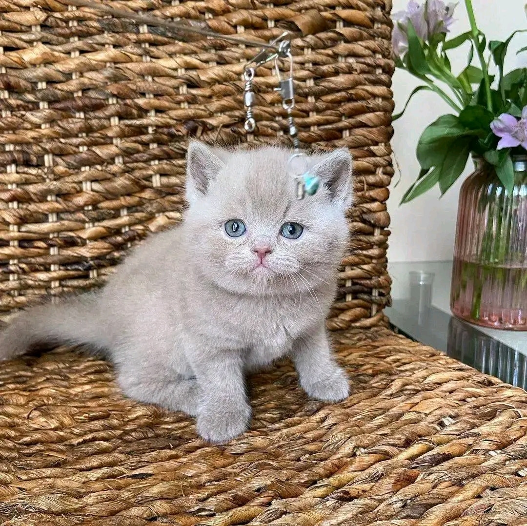 British shorthair kittens