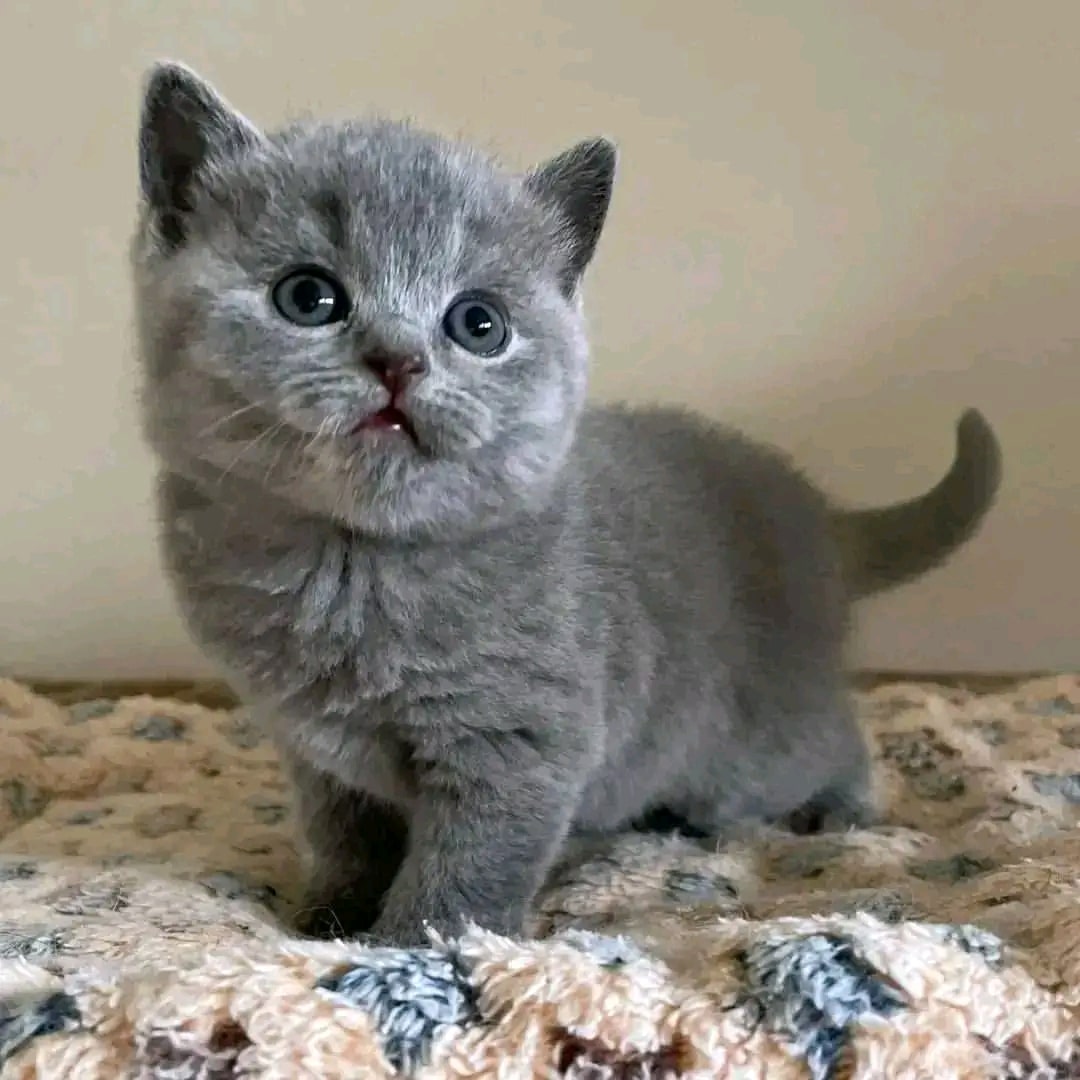 British shorthair kittens