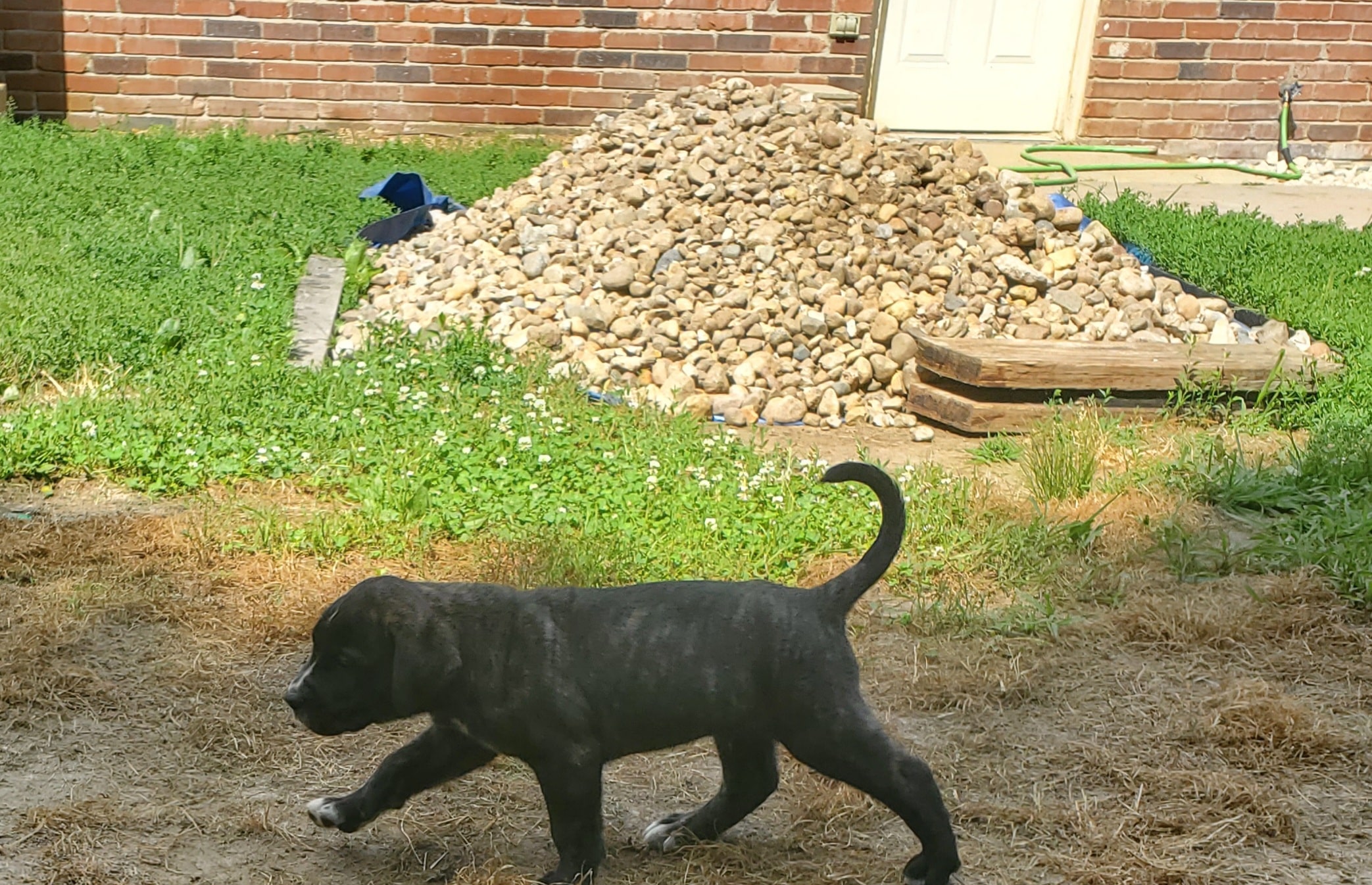 Cane Corso Mix Puppies