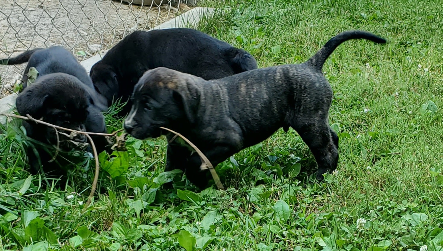 Cane Corso Mix Puppies