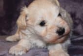 Poppy looking for a home