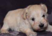 Poppy looking for a home