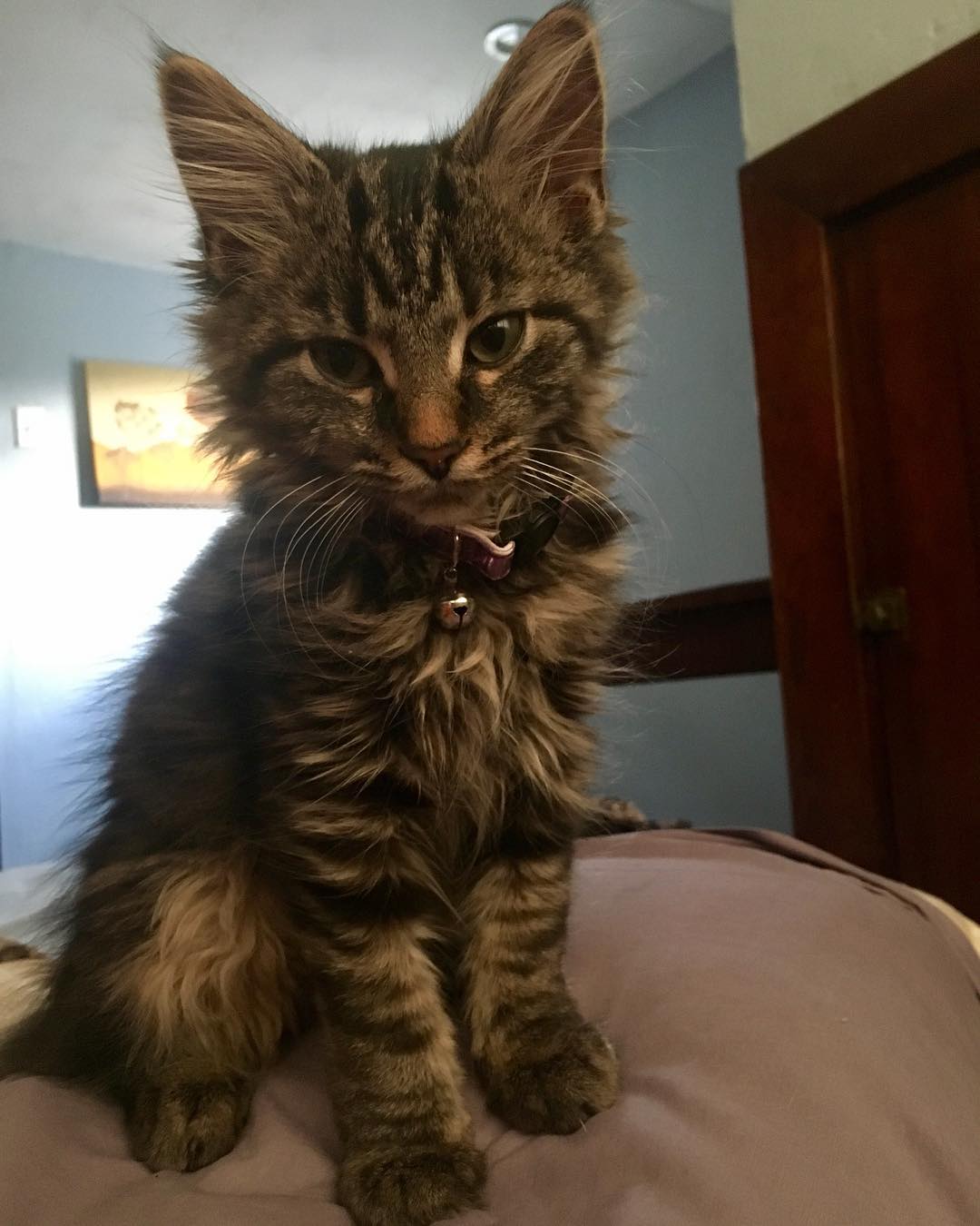 Maine Coon Kittens for sale near me