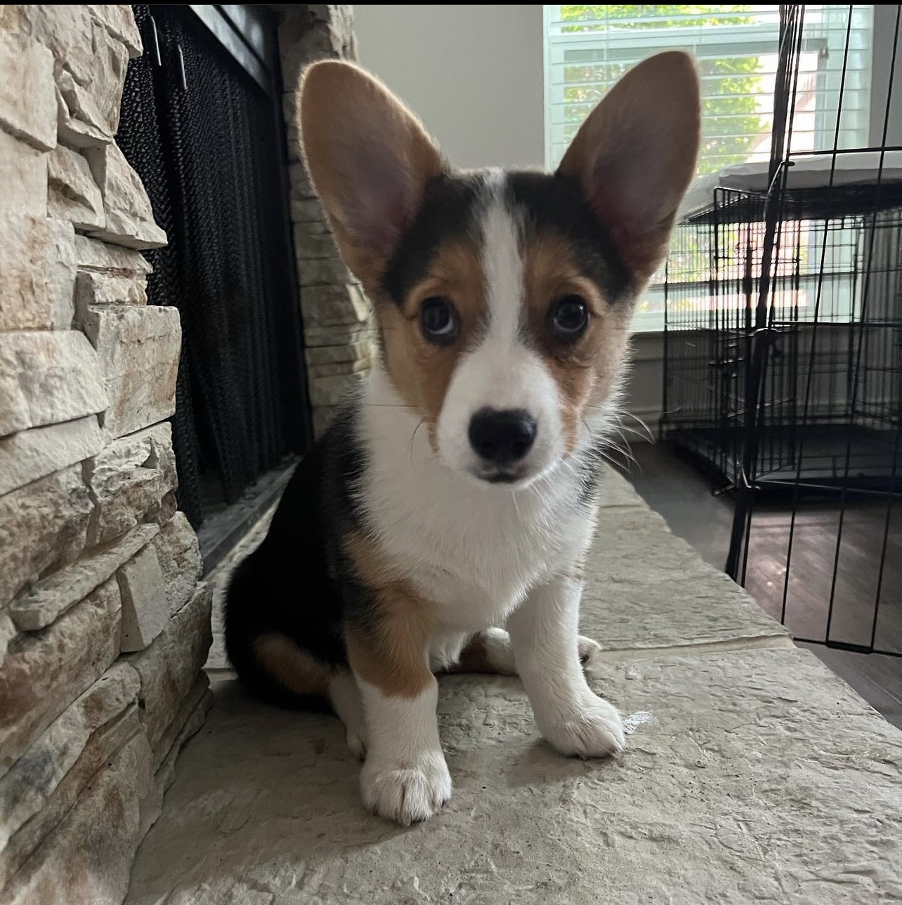 10 weeks old Welsh Corgi puppies