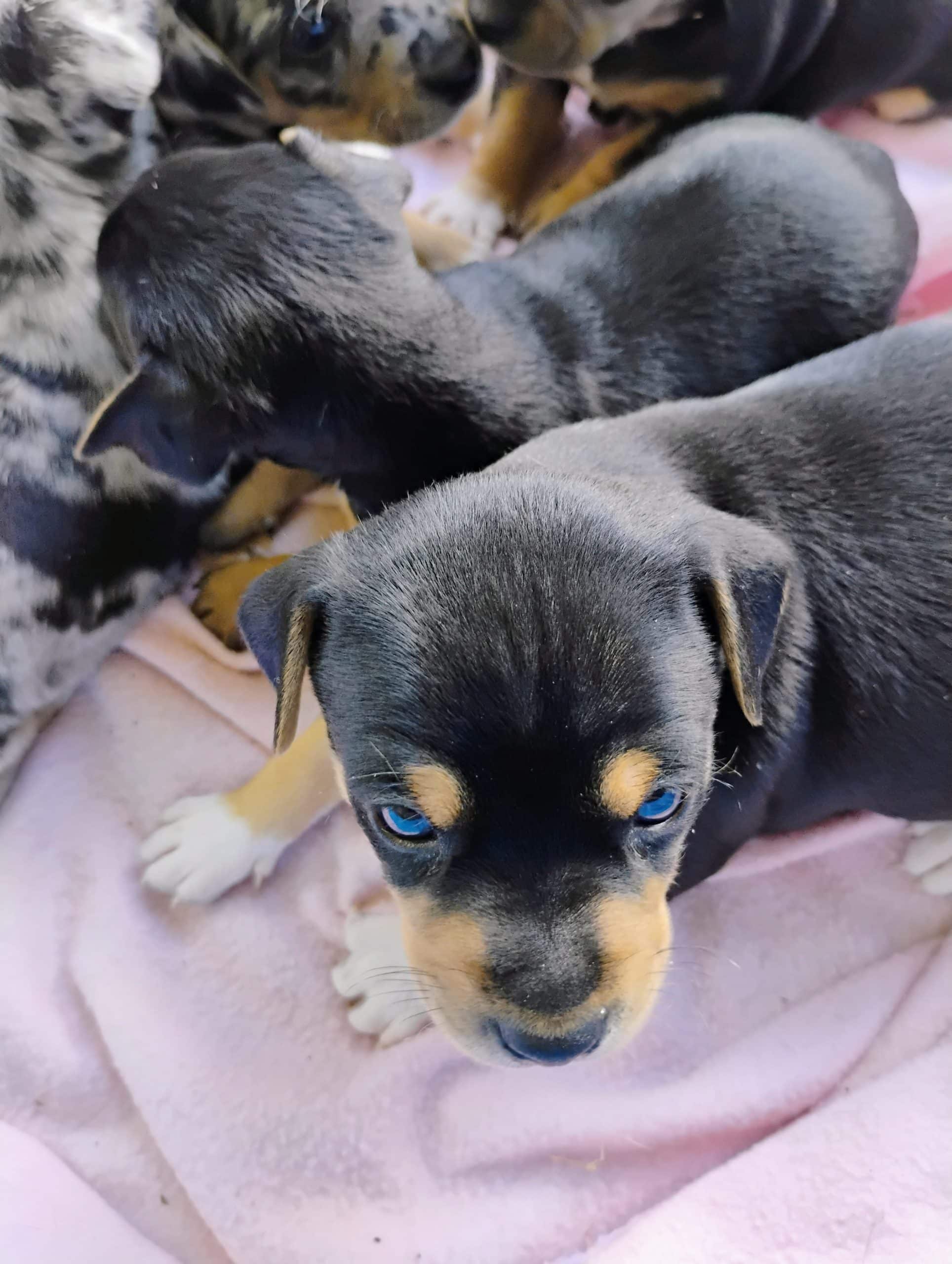 Chihuahua Mixed Puppies for Sale