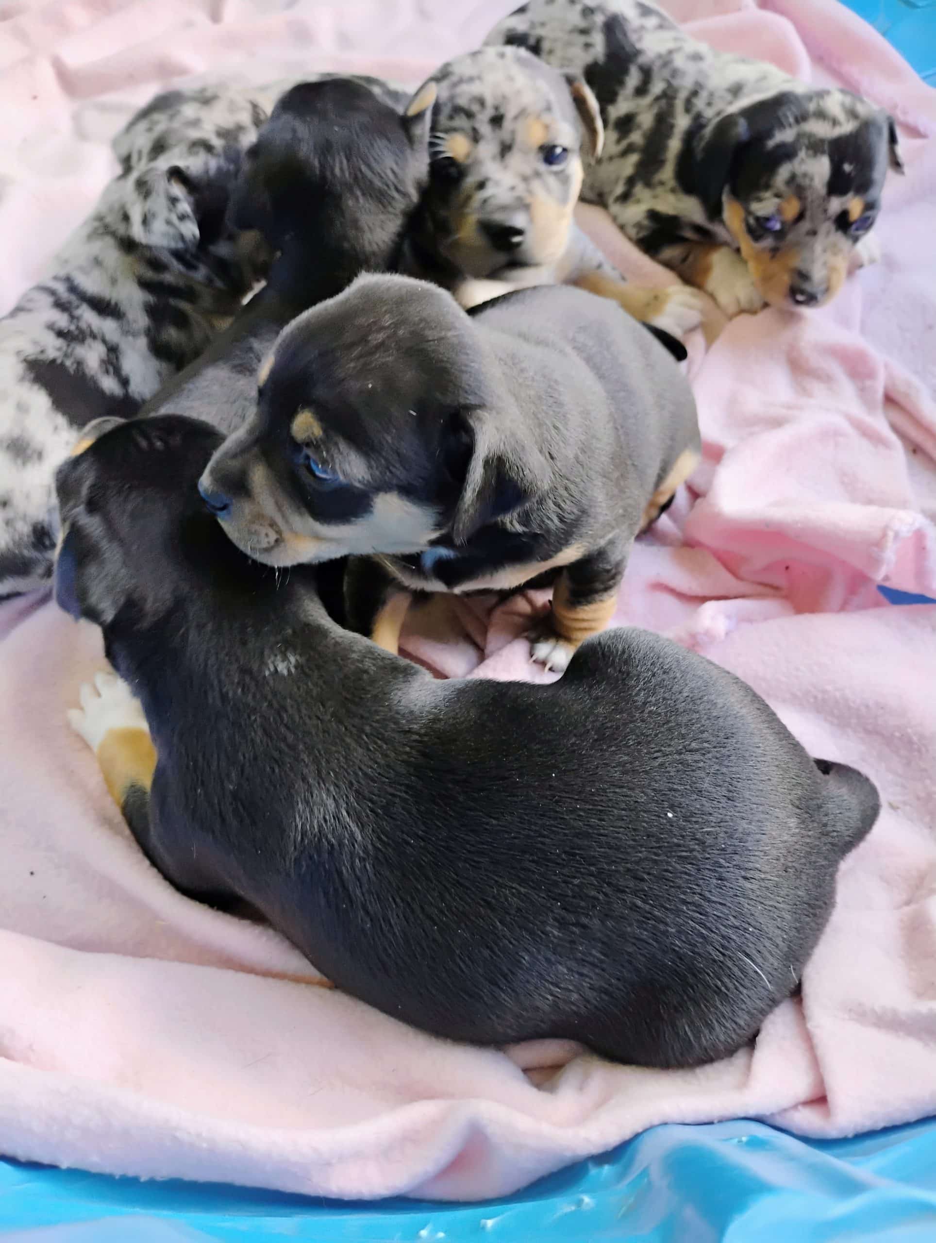Chihuahua Mixed Puppies for Sale