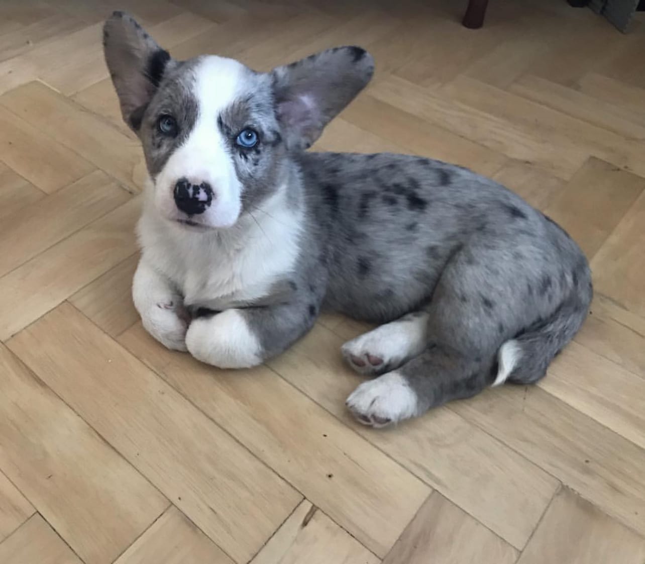 10 weeks old Welsh Corgi puppies