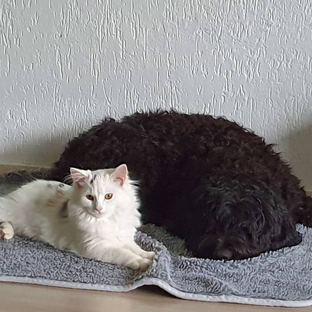 white, mixed colored maine coon kittens