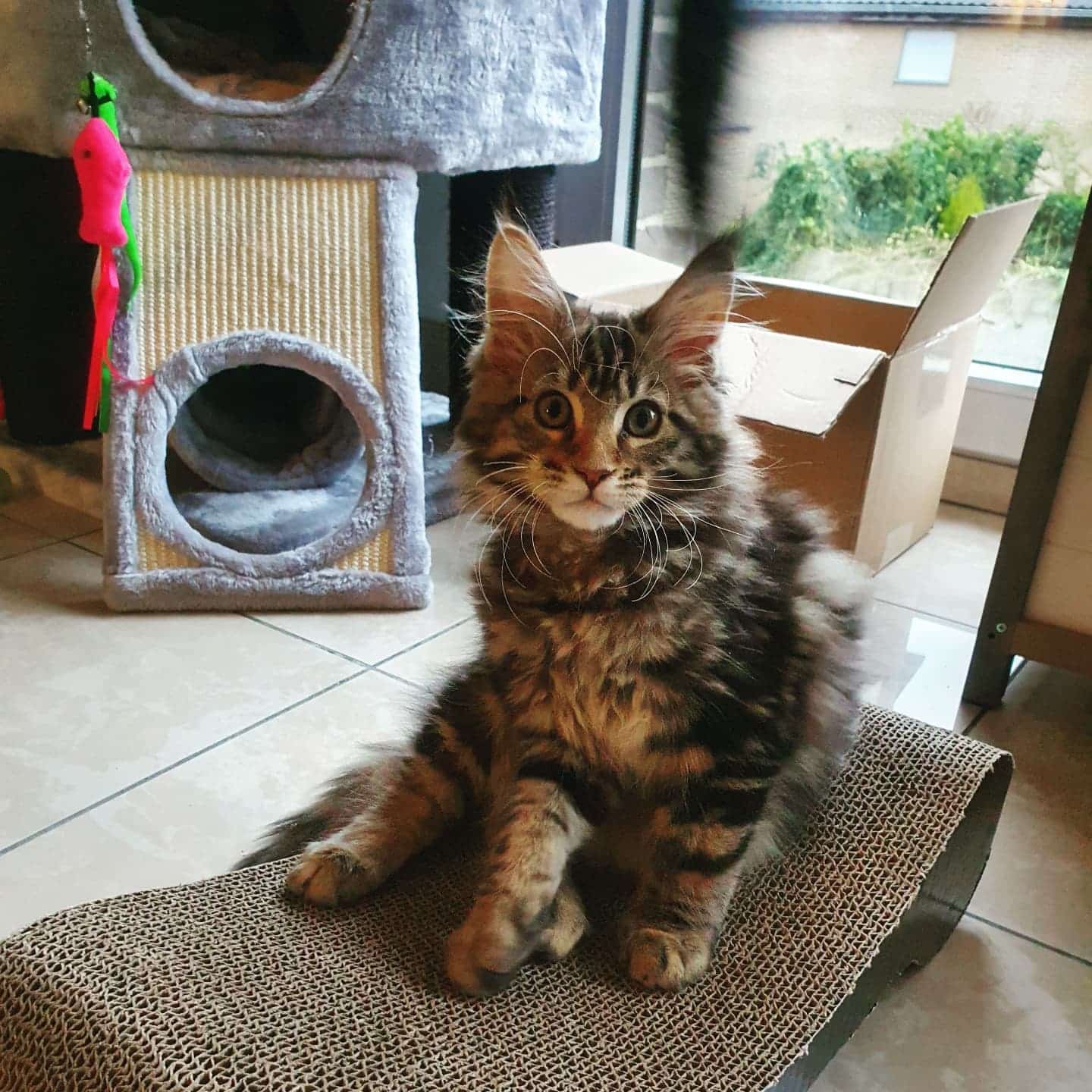 Charming Maine Coon Kitten For Sale