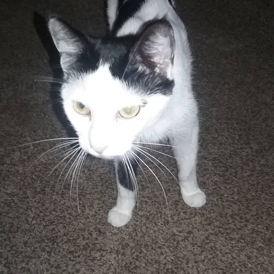 Quality Male and Female Maine Coon Kitten