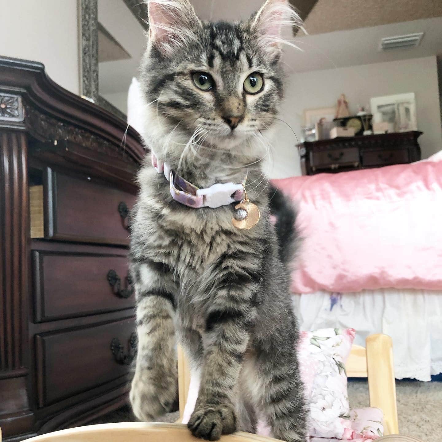 Quality Male and Female Maine Coon Kitten