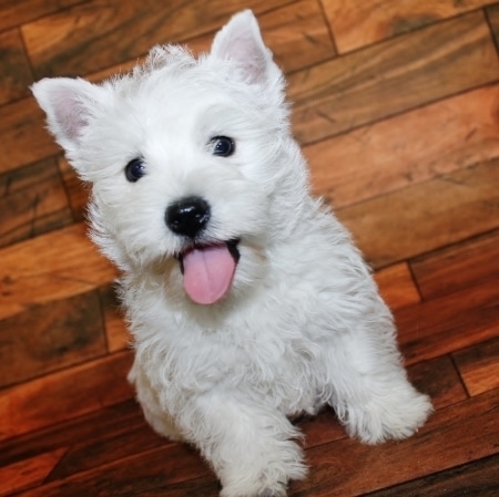 Healthy West Highland White Terrier puppies