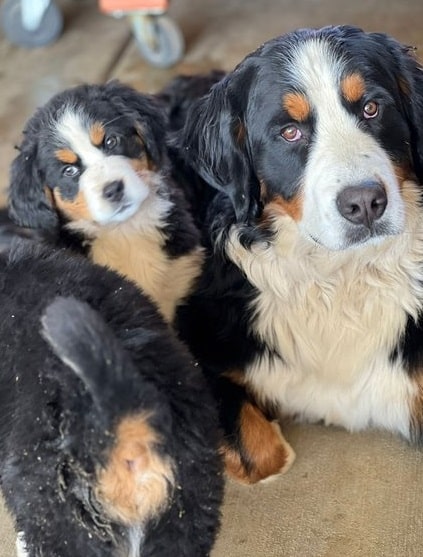 Well Socialized Bernese Mountain Dogs/puppies