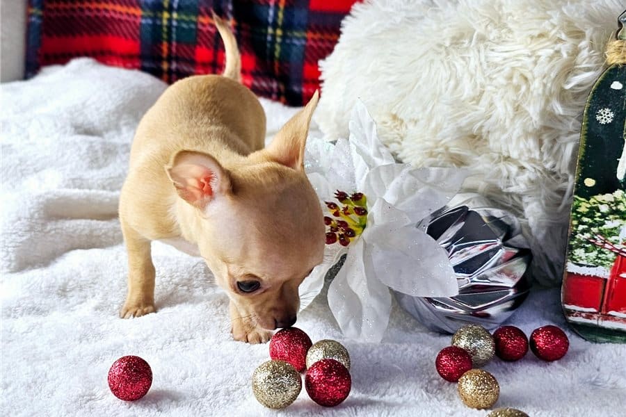 ADORABLE CHIHUAHUA PUPPY LOOKING FOR SWEET FAMILY HOME