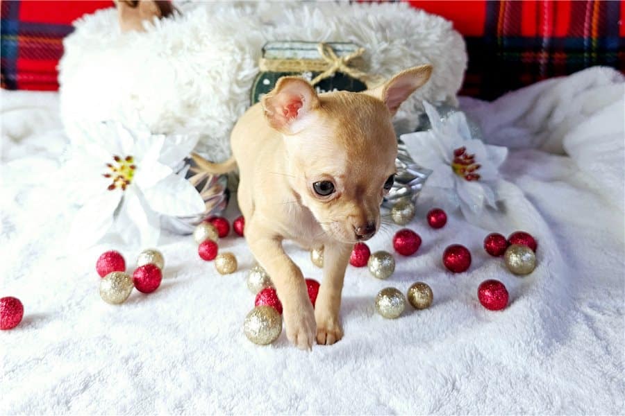 ADORABLE CHIHUAHUA PUPPY LOOKING FOR SWEET FAMILY HOME
