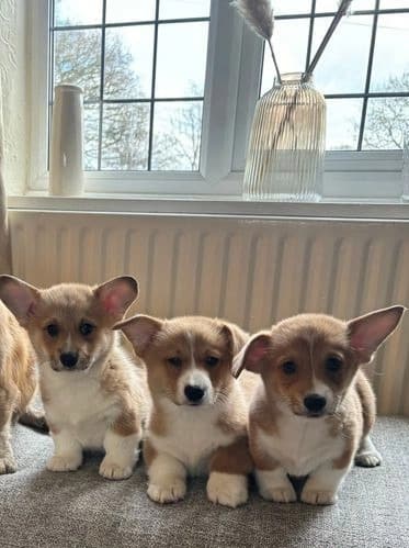 Pembroke Welsh Corgi Puppies
