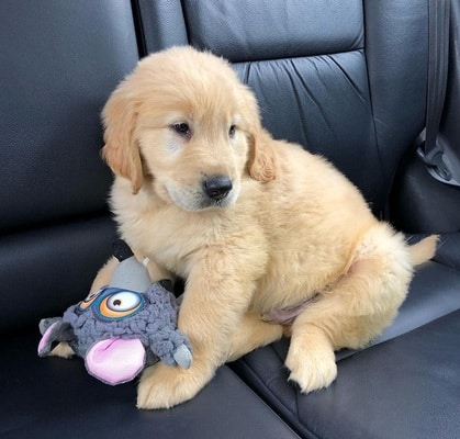 Beautiful Golden retriever pups