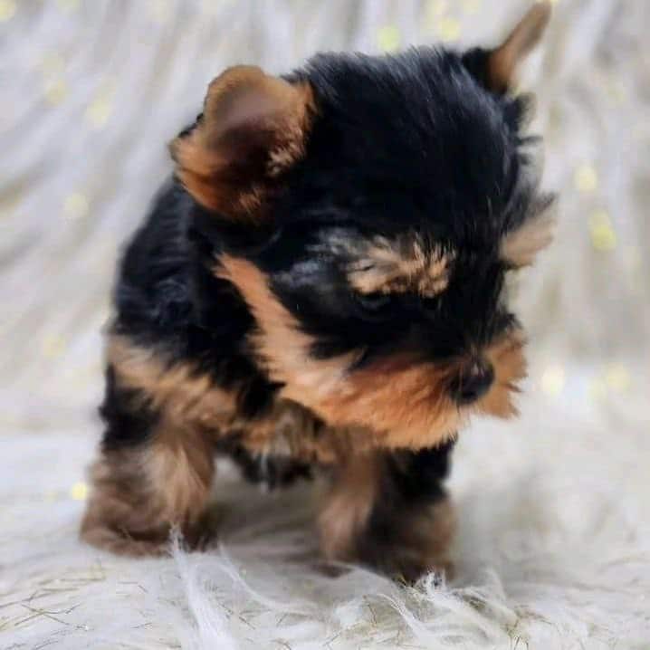 Beautiful Yorkshire Terrier