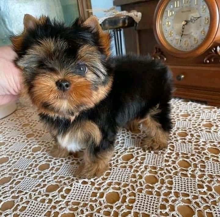 Beautiful Yorkshire Terrier