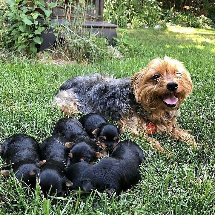 Beautiful Yorkshire Terrier