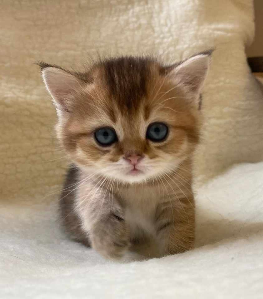 Munchkin kittens
