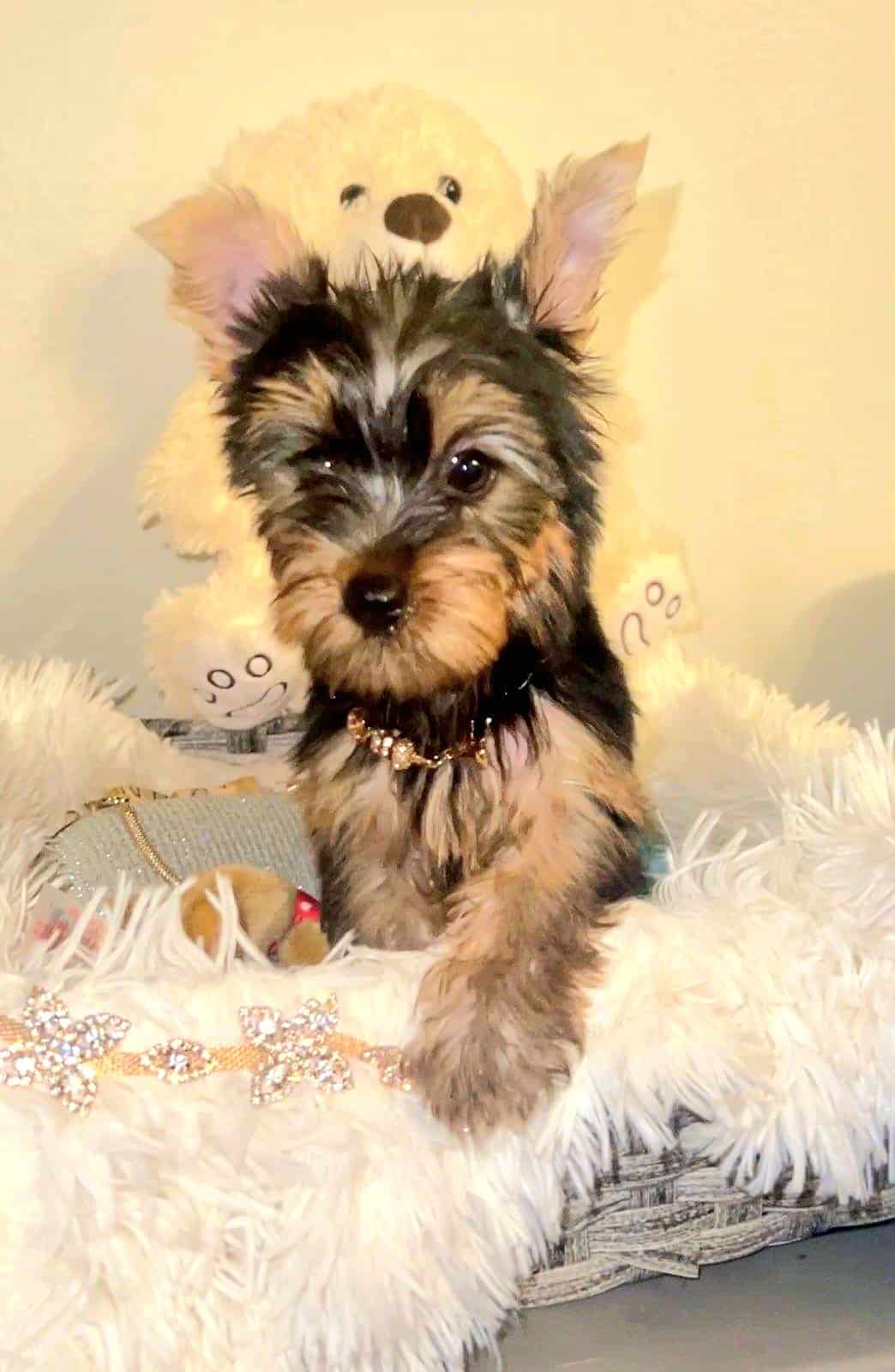 Ckc yorkie puppy