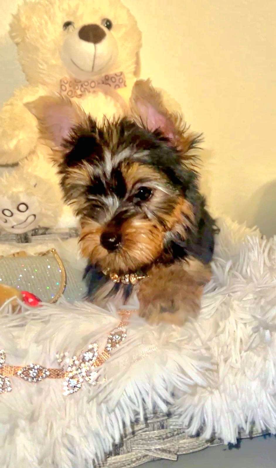 Ckc yorkie puppy