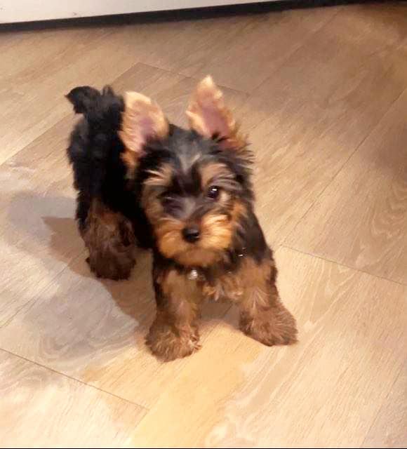 Ckc yorkie puppy