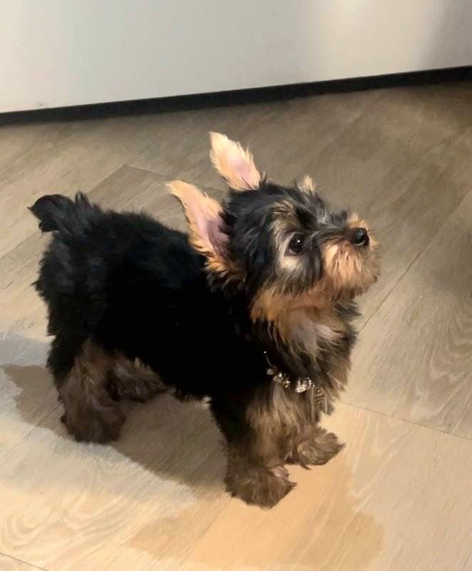 Ckc yorkie puppy