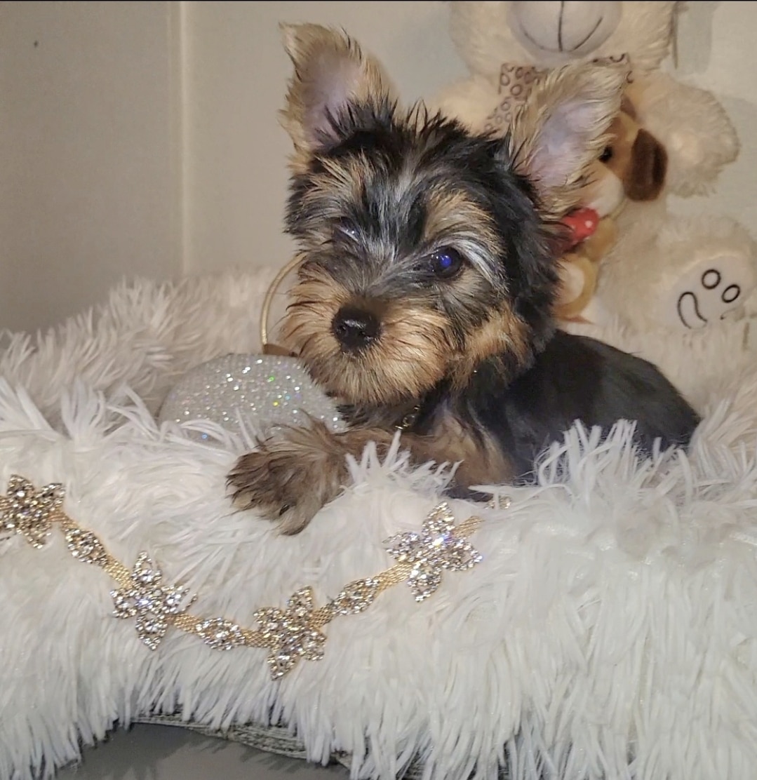 Ckc yorkie puppy