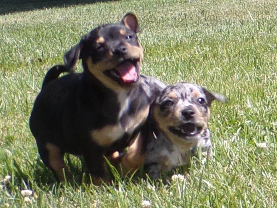 Chihuahua Mixed Puppies for Sale