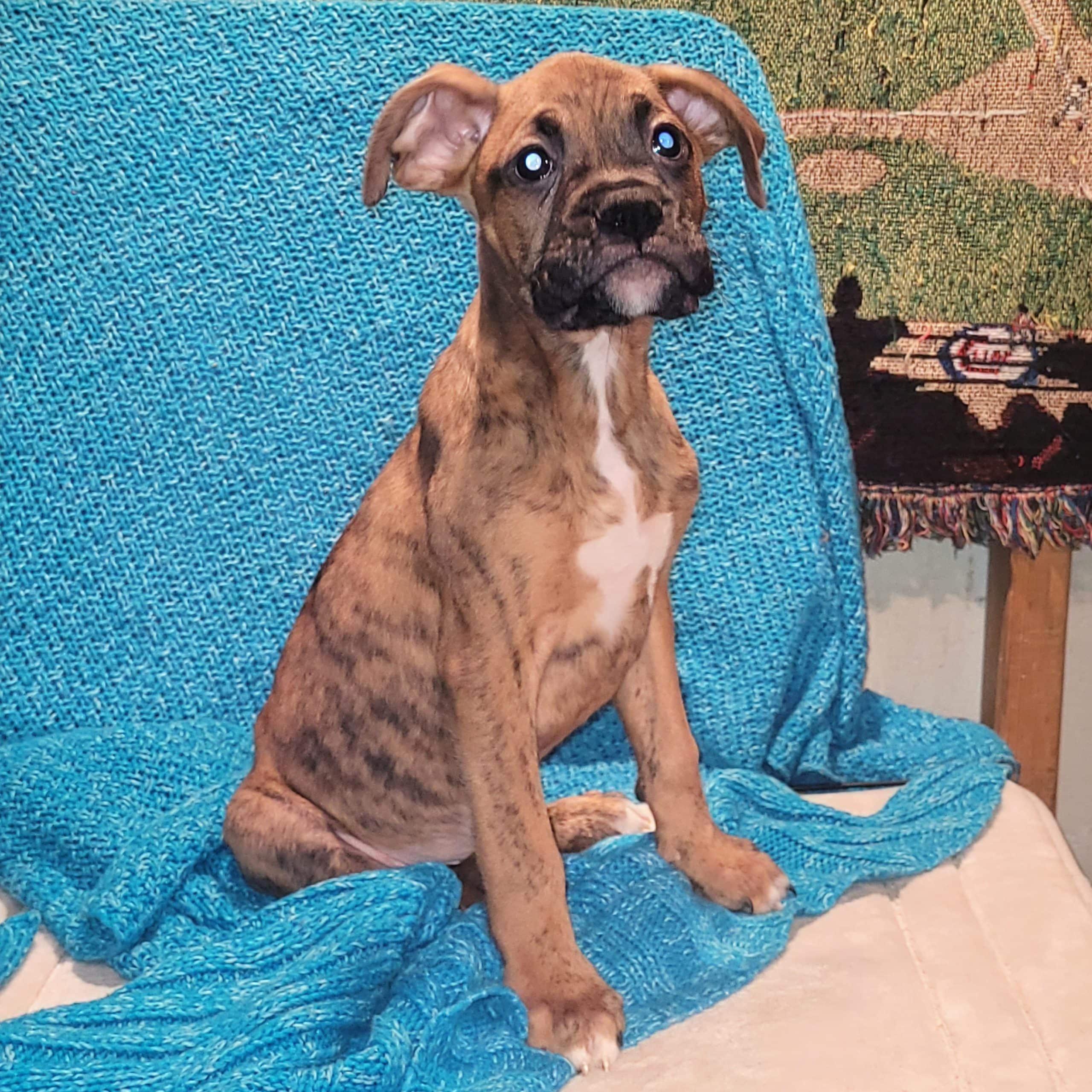 Boxer puppy