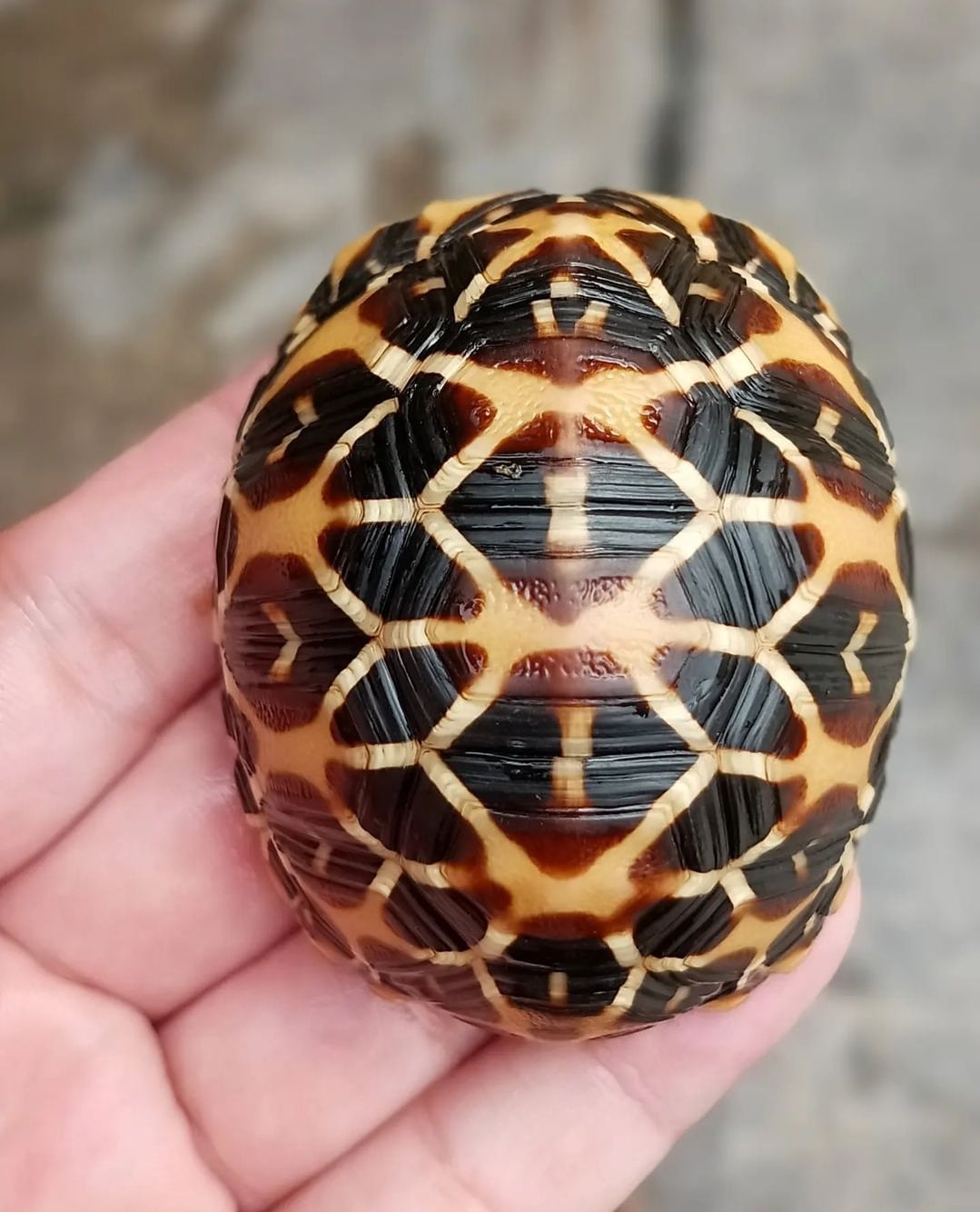 Tortoise