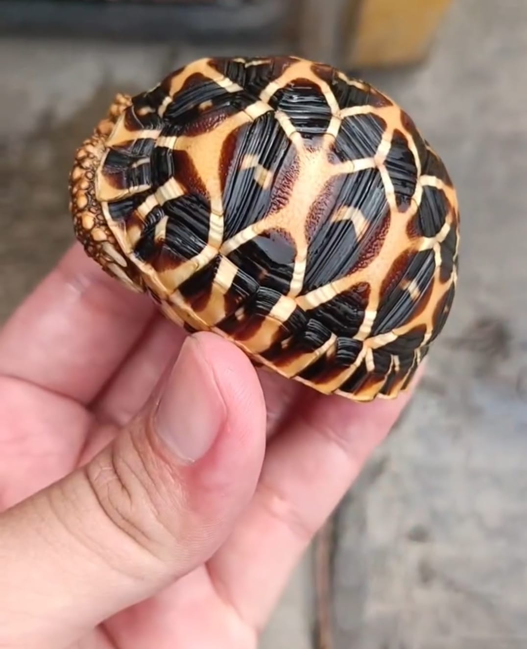 Tortoise