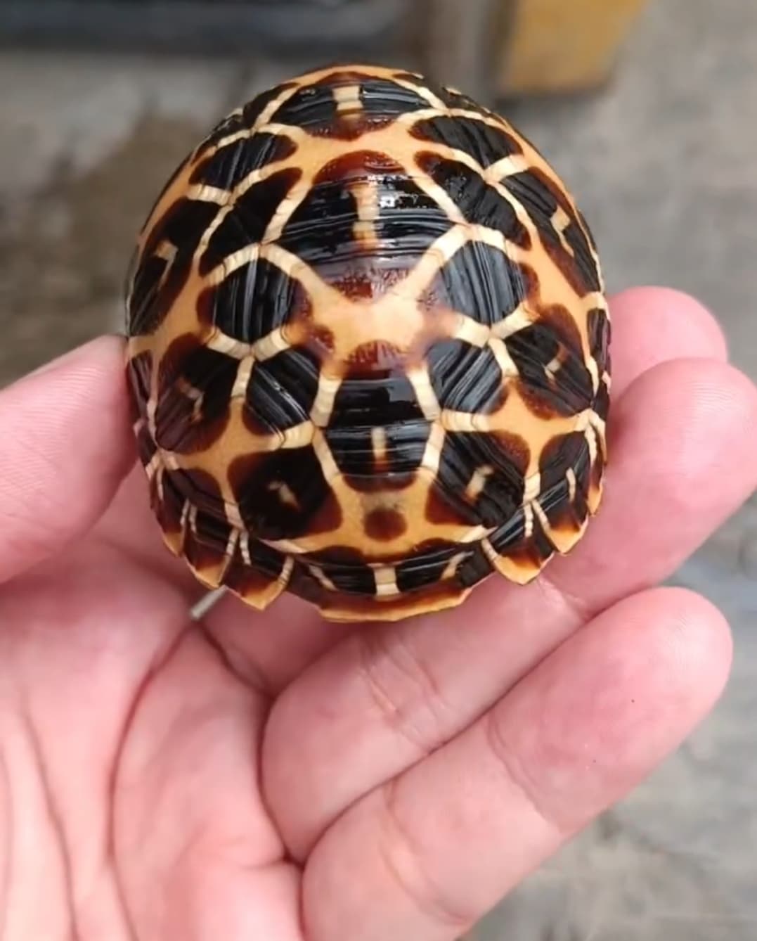 Tortoise