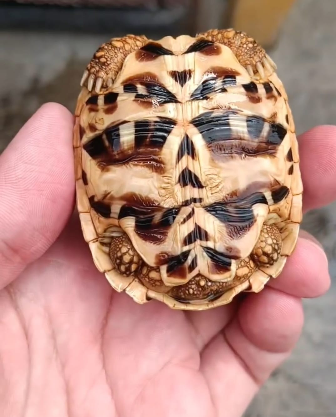 Tortoise
