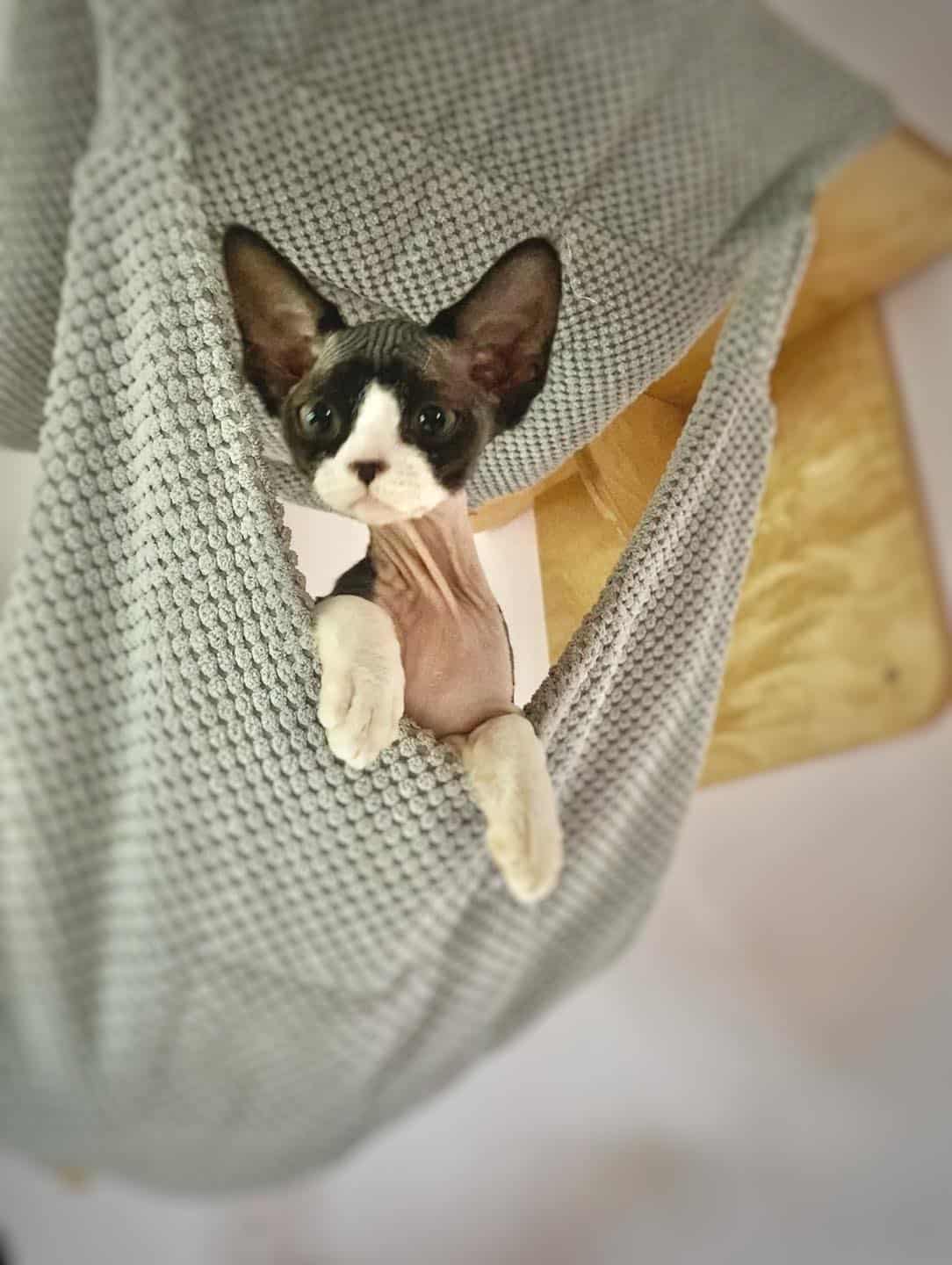 Devon Rex Kittens For Sale