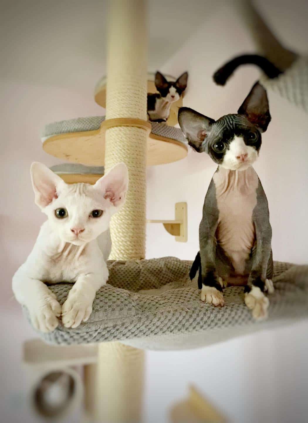Available Devon Rex Kittens
