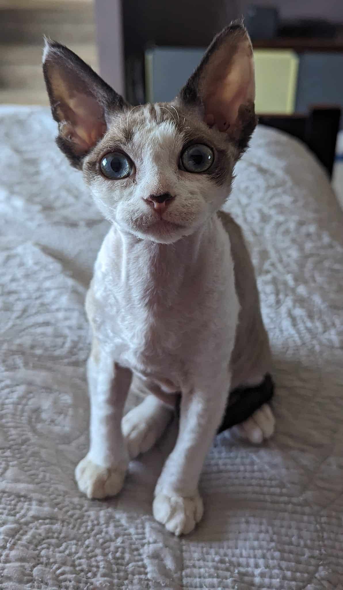  Devon Rex Kittens